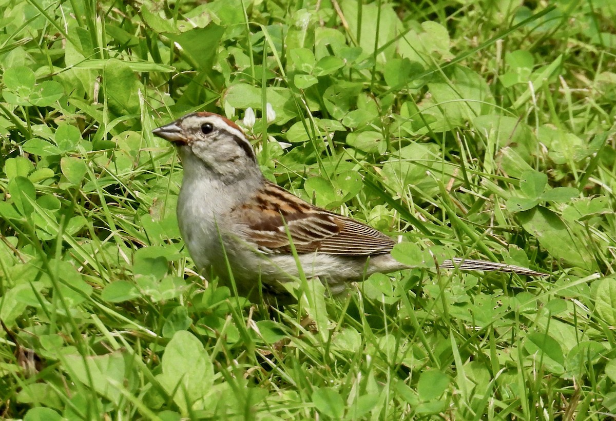 Chipping Sparrow - ML621605352