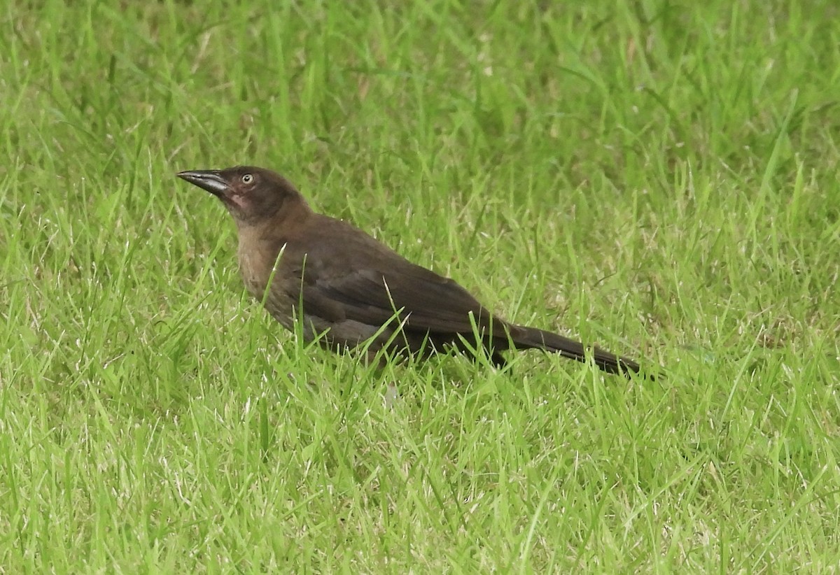 Common Grackle - ML621605362