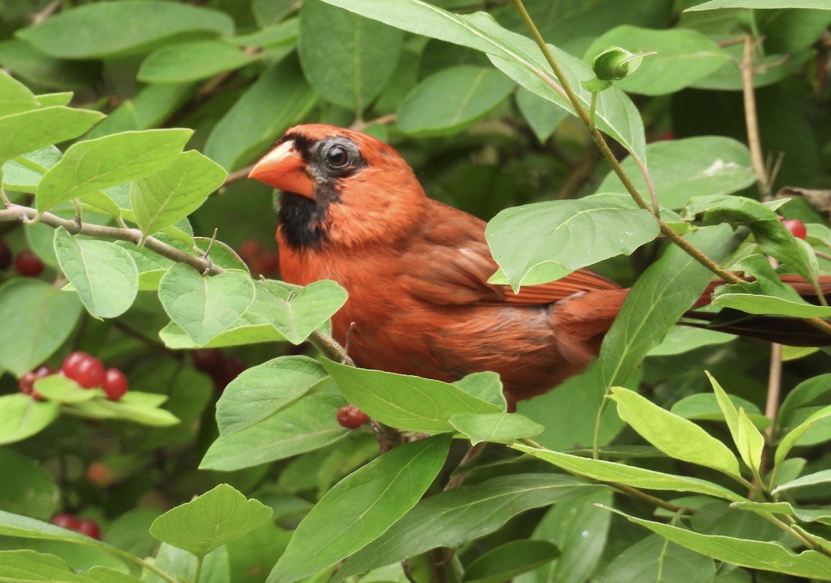 Northern Cardinal - ML621605363
