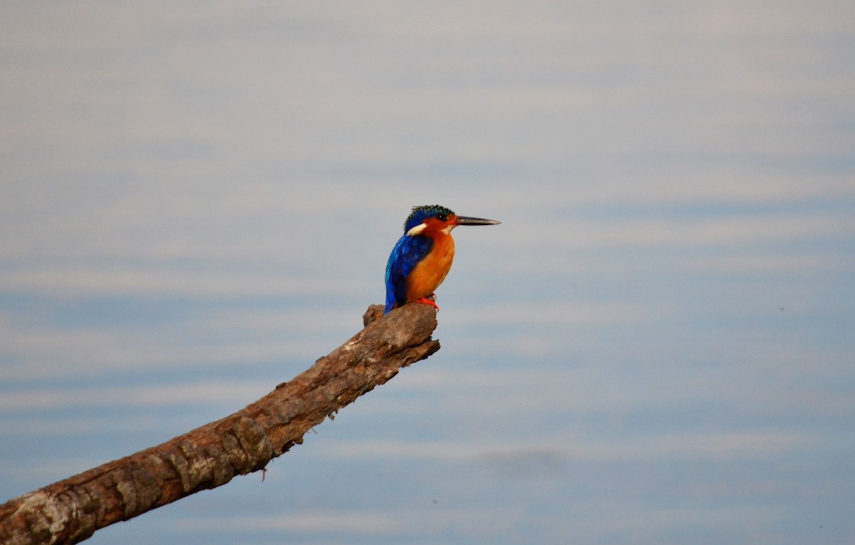 Malagasy Kingfisher - ML621605364
