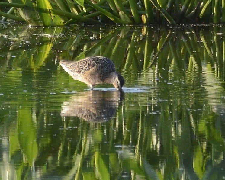 Long-billed Dowitcher - ML621605396