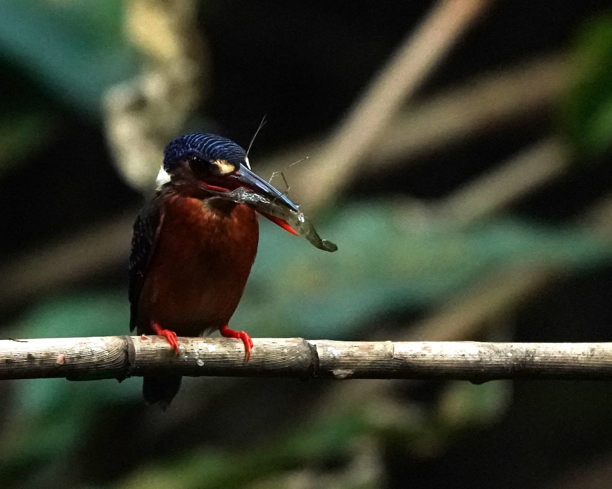 Blue-eared Kingfisher - ML621605420
