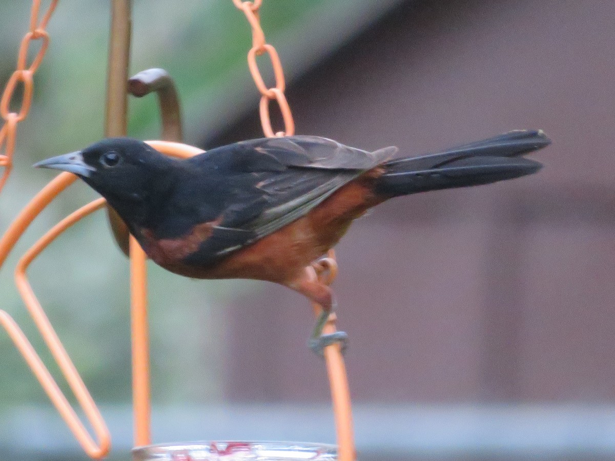 Orchard Oriole - ML621605449