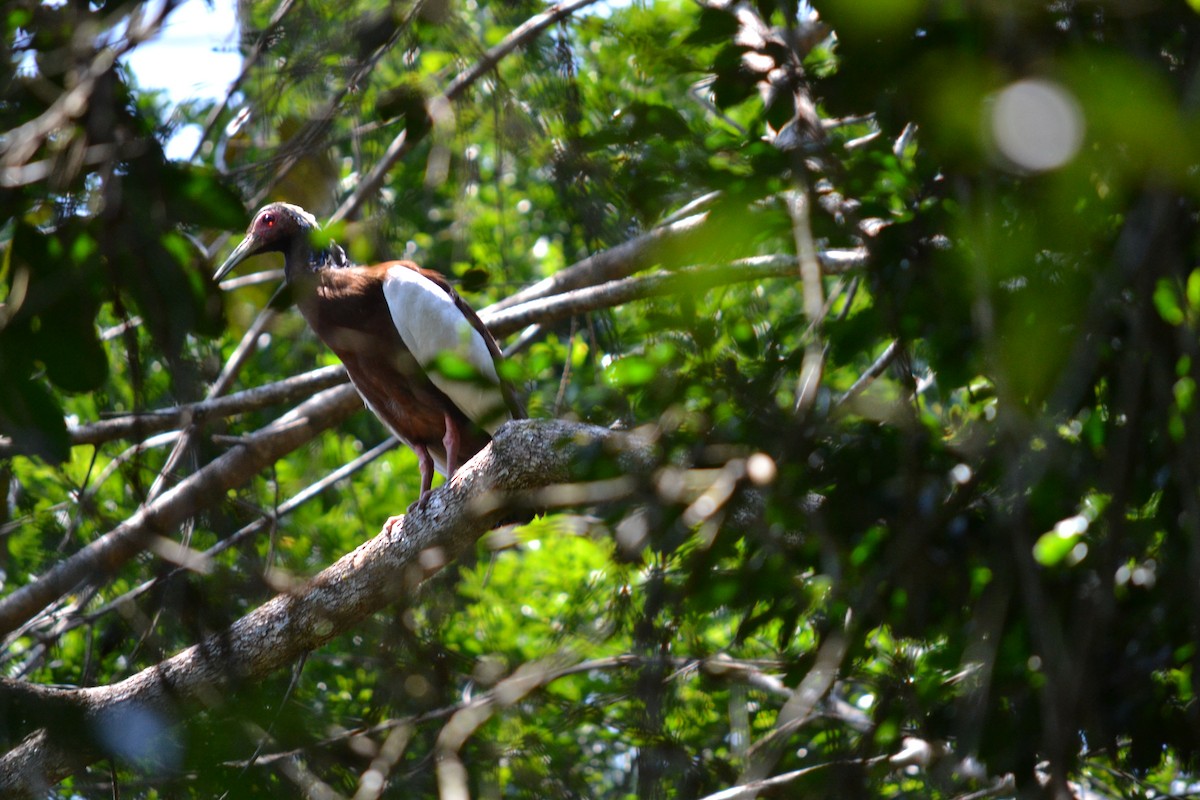 Madagascar Ibis - ML621605457