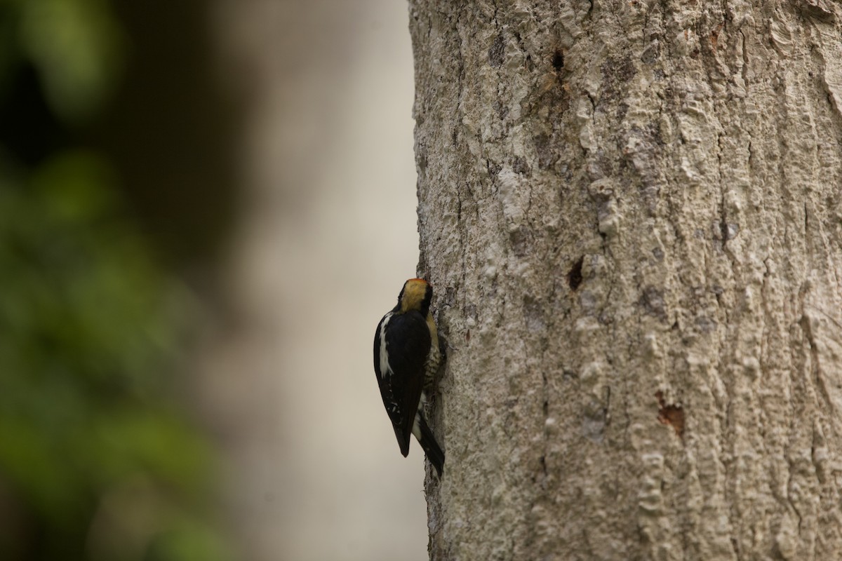 Golden-naped Woodpecker - ML621605483