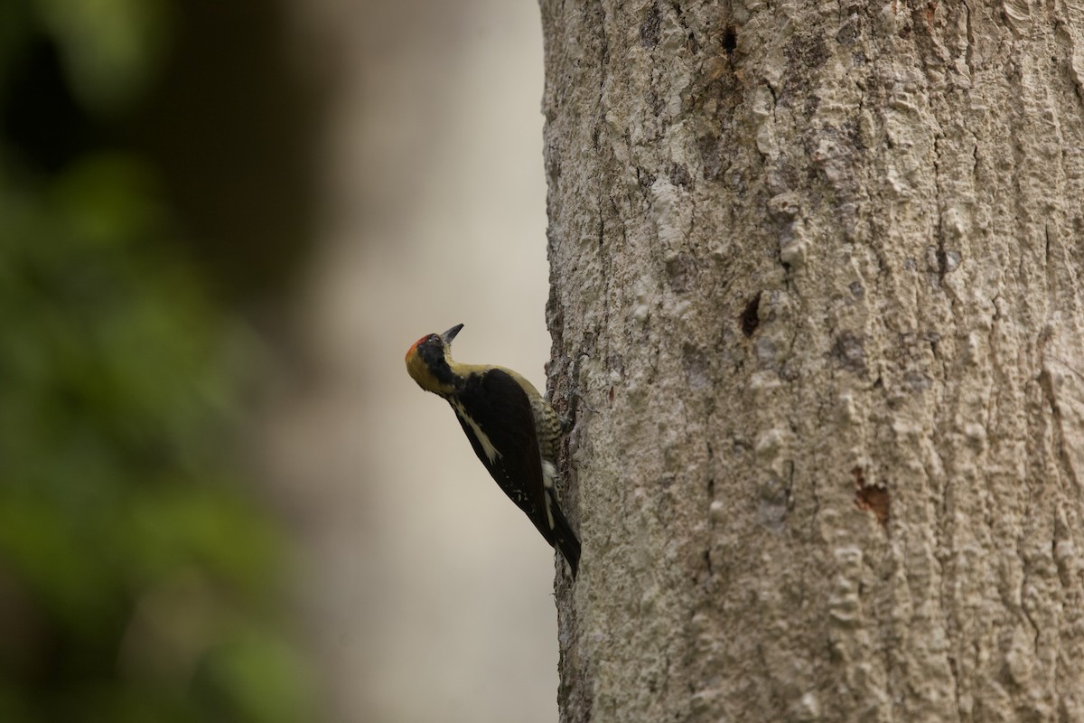 Golden-naped Woodpecker - ML621605486