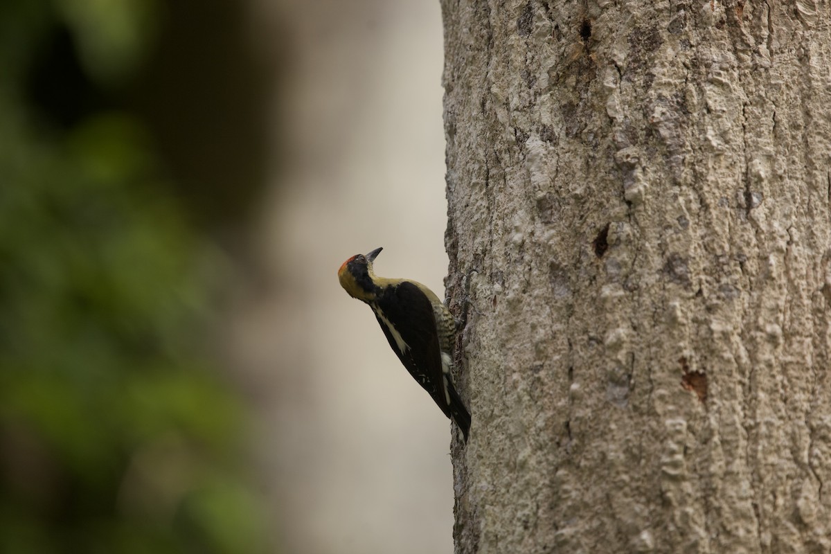 Golden-naped Woodpecker - ML621605487