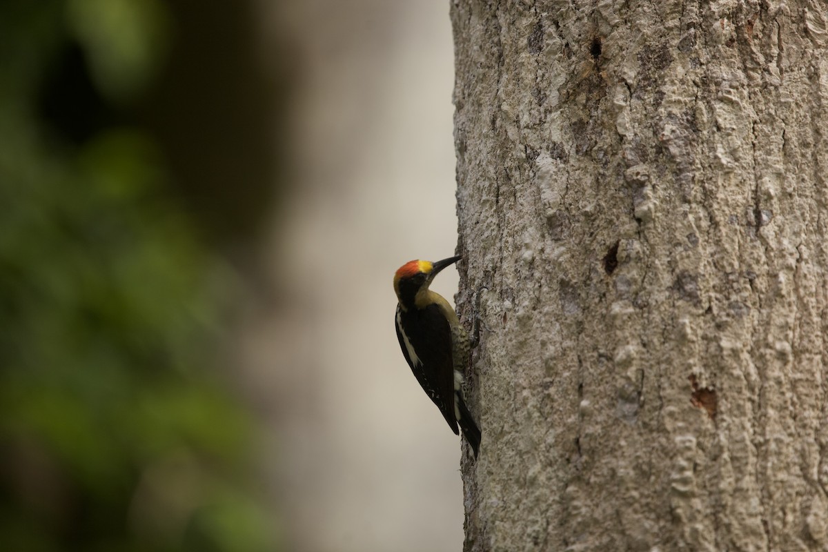 Golden-naped Woodpecker - ML621605489