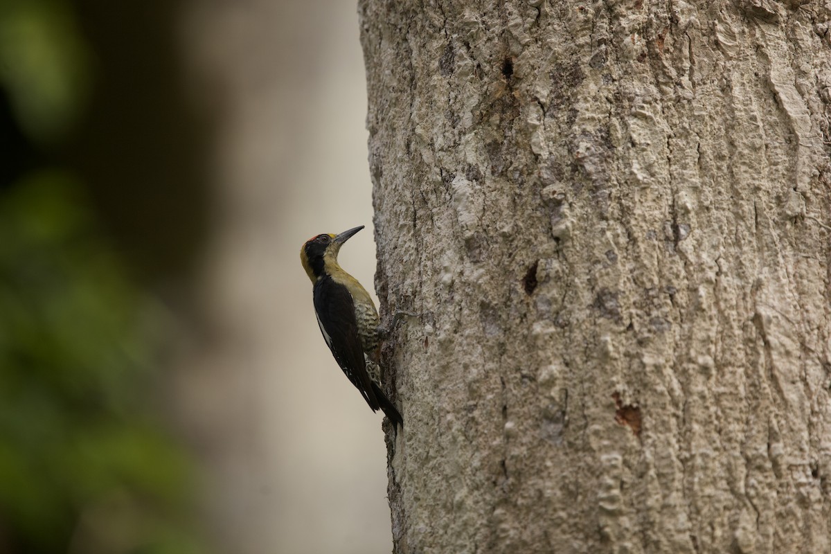 Golden-naped Woodpecker - ML621605490
