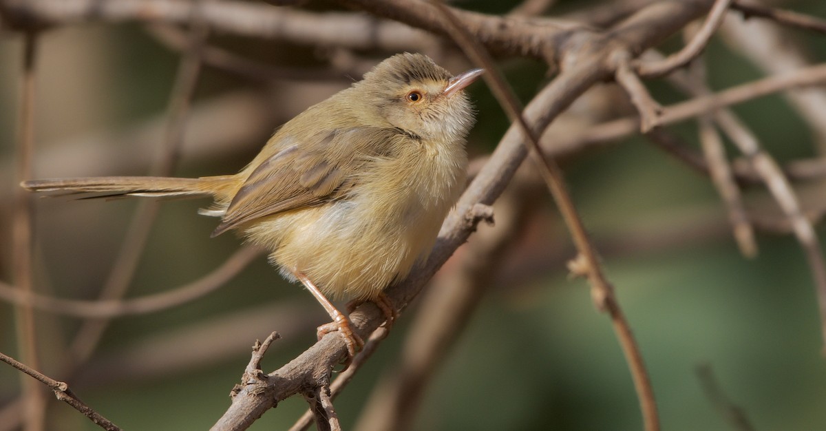 Prinia Modesta - ML621605520