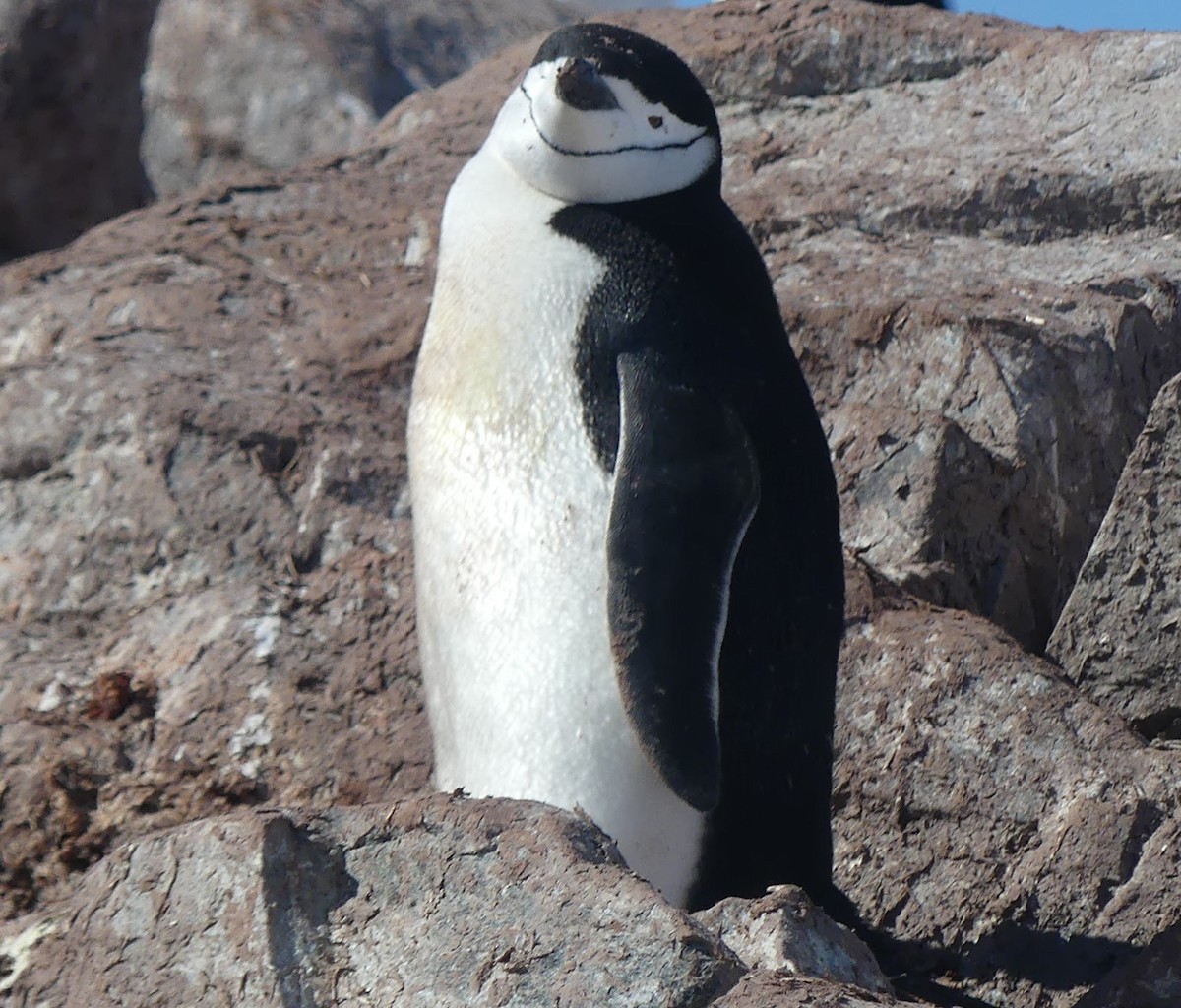 Chinstrap Penguin - ML621605624