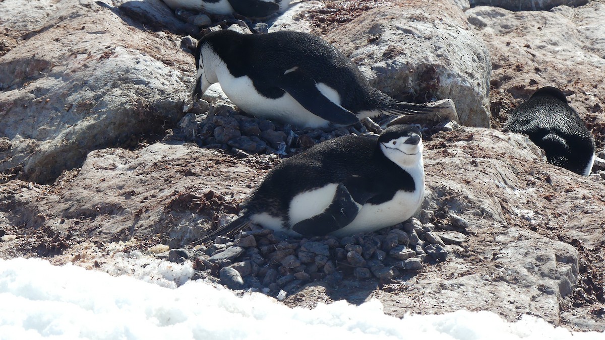 Chinstrap Penguin - ML621605625