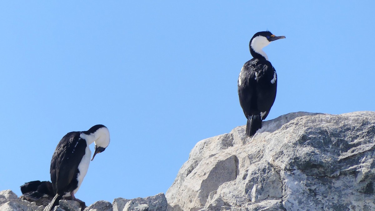 Antarctic Shag - ML621605651