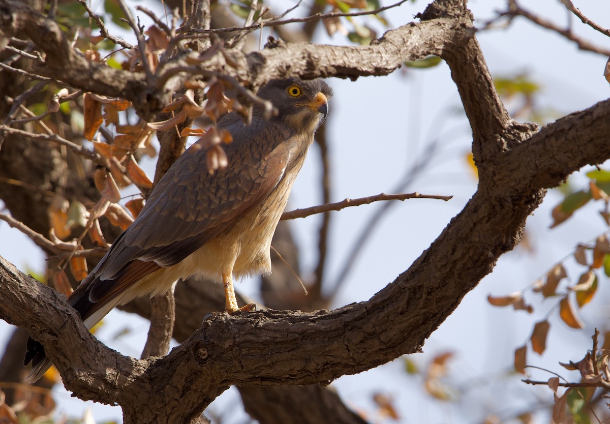 Grasshopper Buzzard - ML621605711