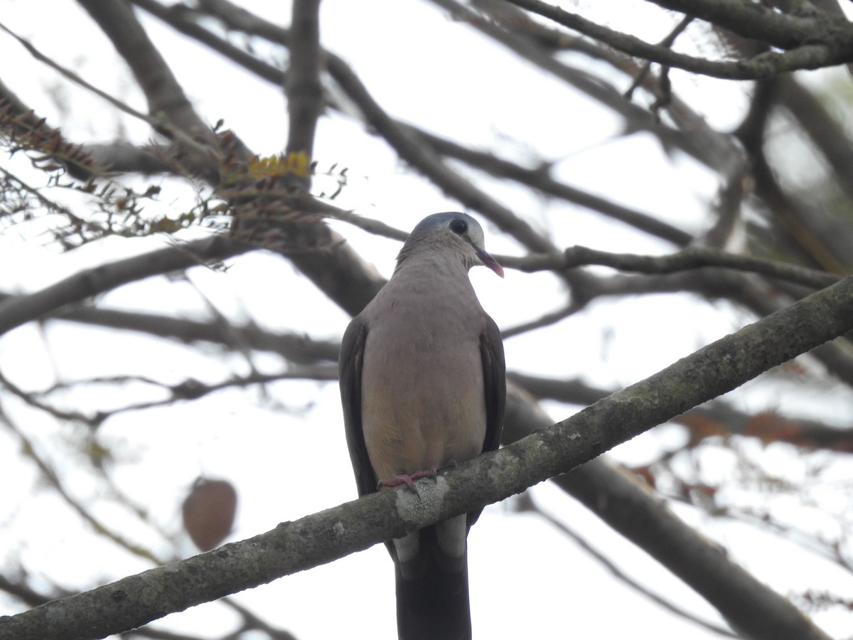 Blue-spotted Wood-Dove - ML621605729