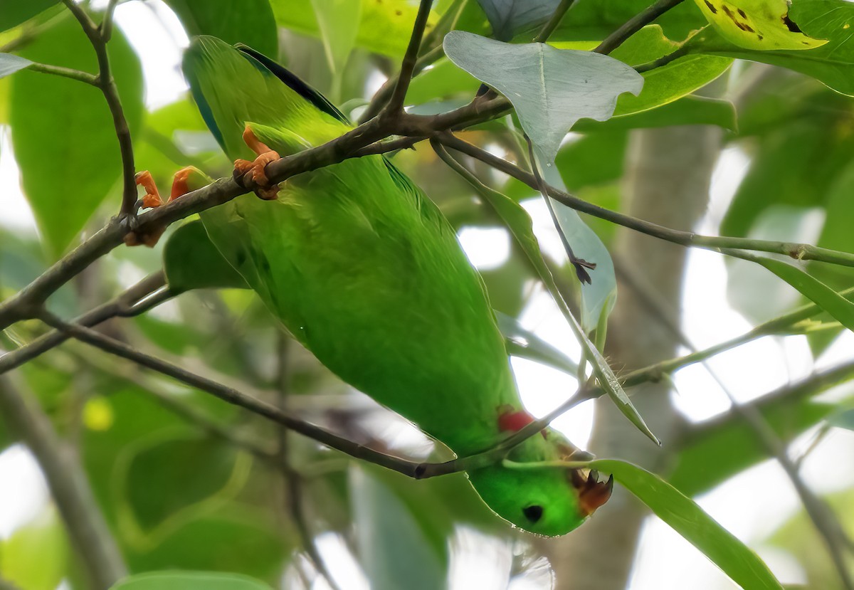 Wallace's Hanging-Parrot - ML621605745