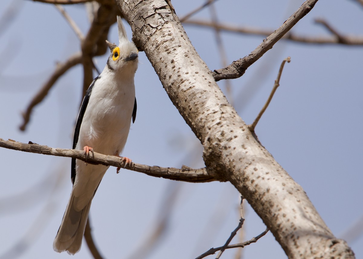 White Helmetshrike - ML621605796