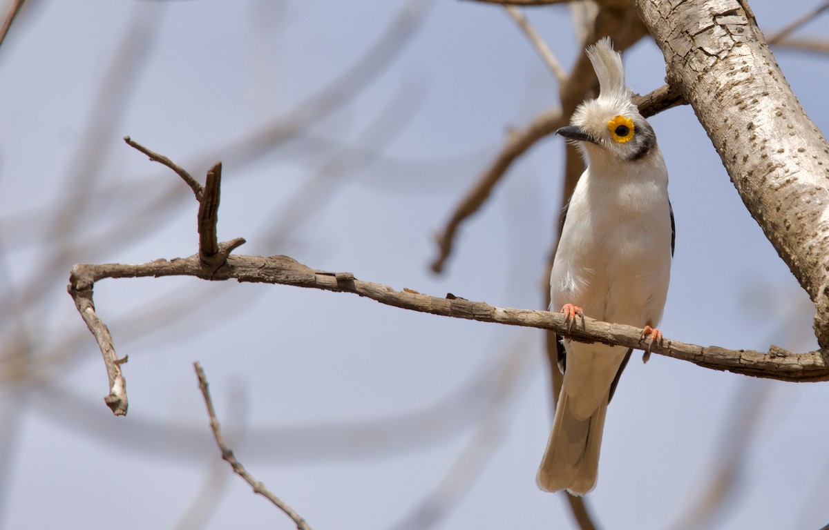 White Helmetshrike - ML621605797