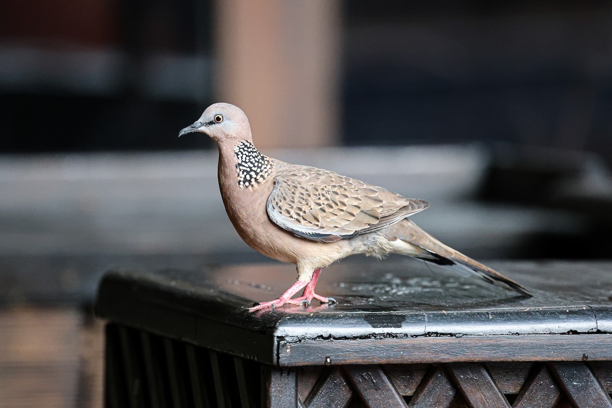 Spotted Dove - ML621605807