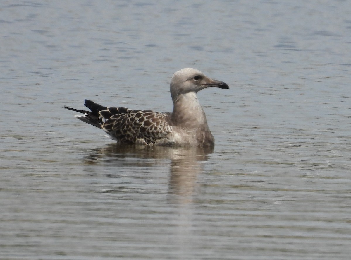 Audouin's Gull - ML621605853