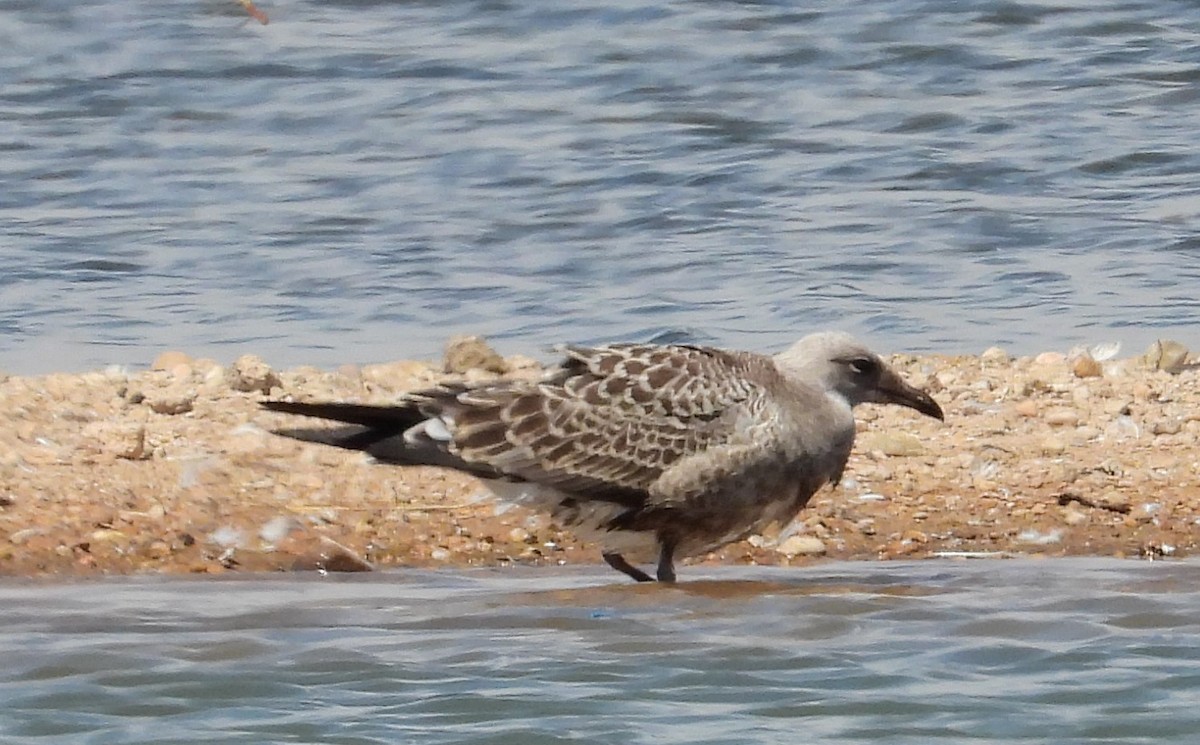 Audouin's Gull - ML621605854