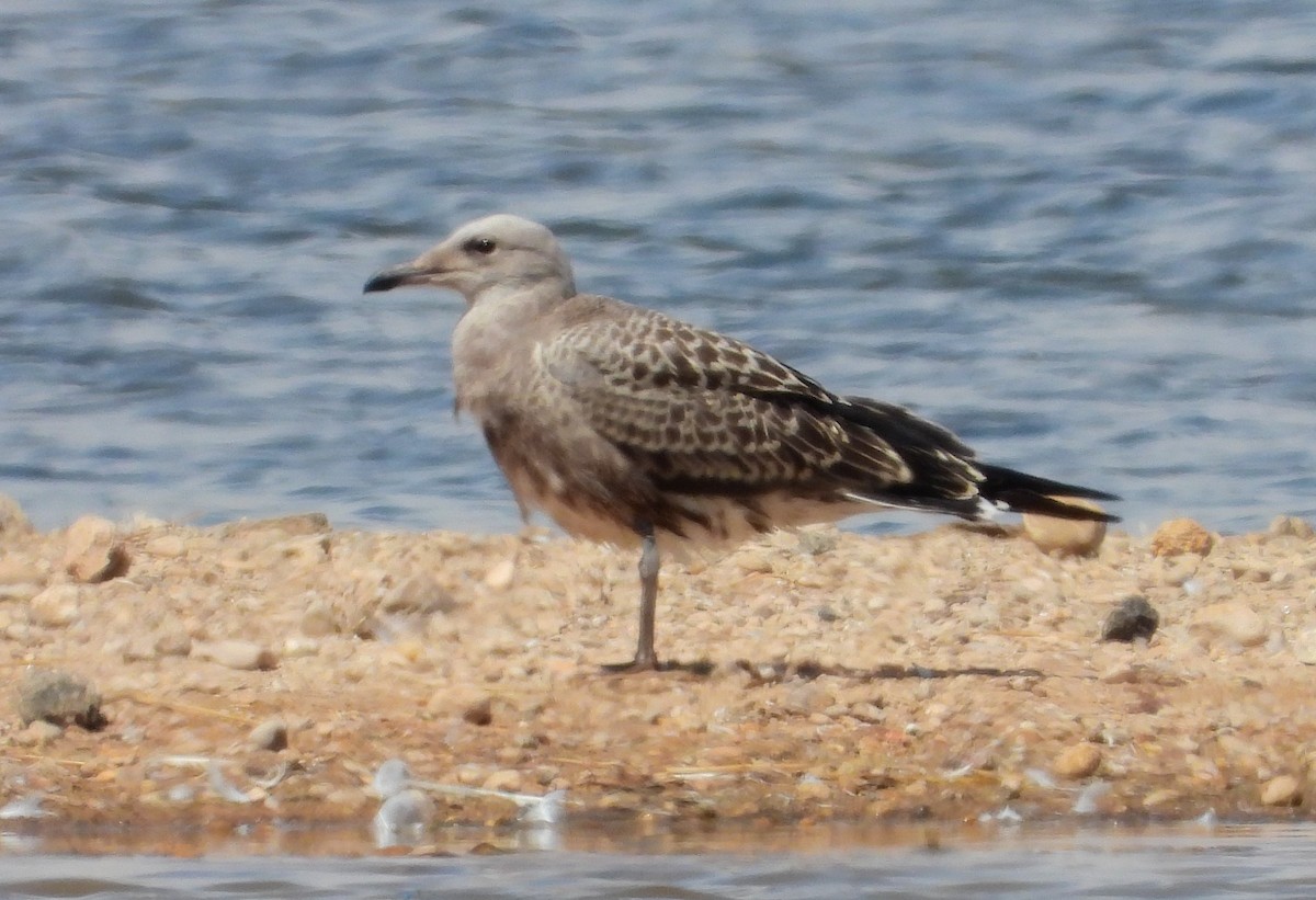 Audouin's Gull - ML621605855