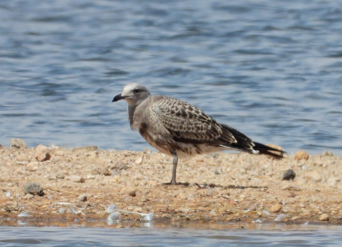 Audouin's Gull - ML621605856