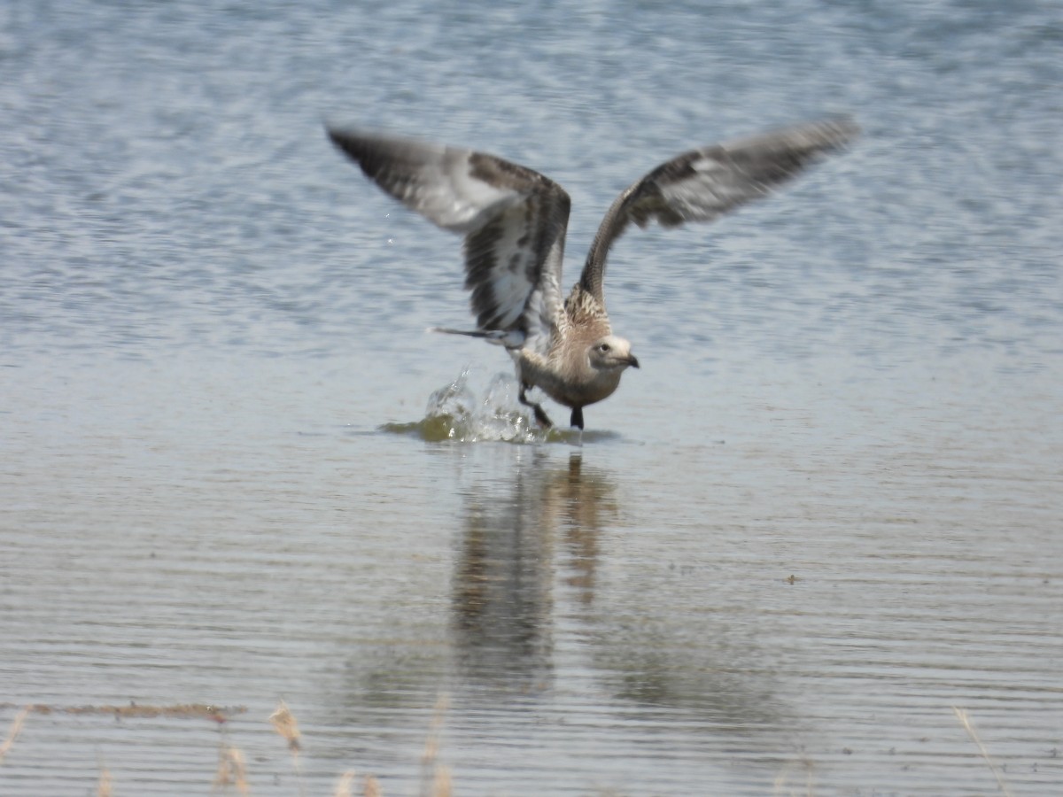 Audouin's Gull - ML621605857