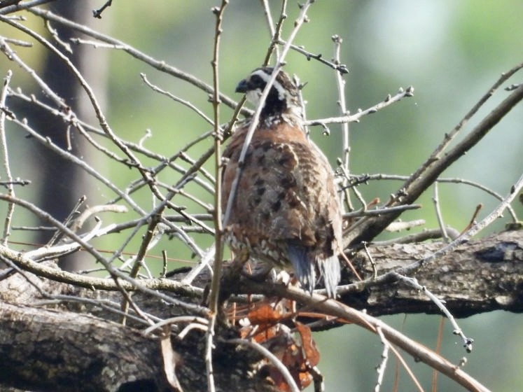 Northern Bobwhite - ML621605858