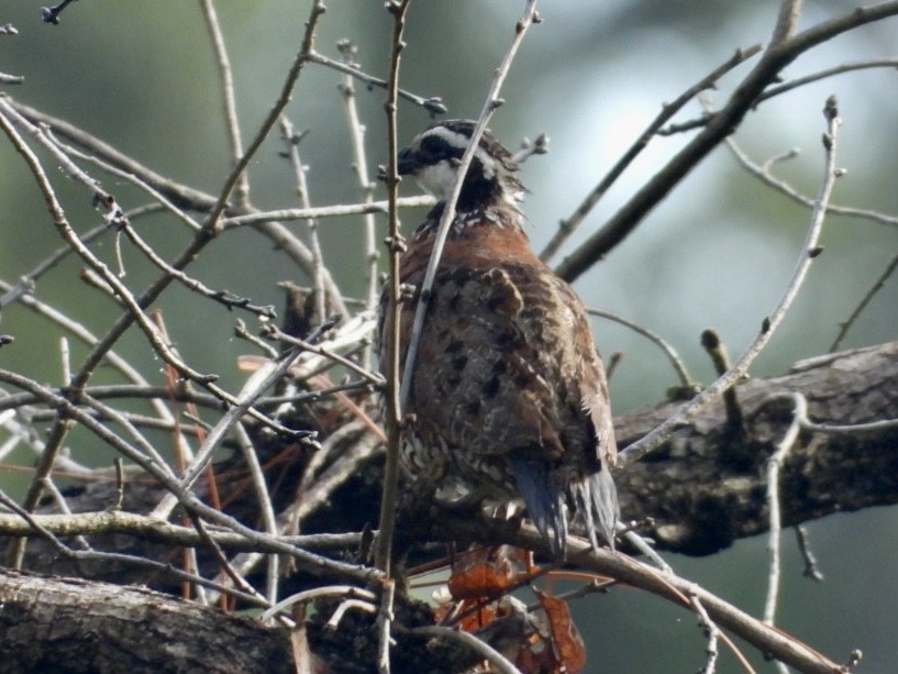 Northern Bobwhite - Elizabeth Stakenborg