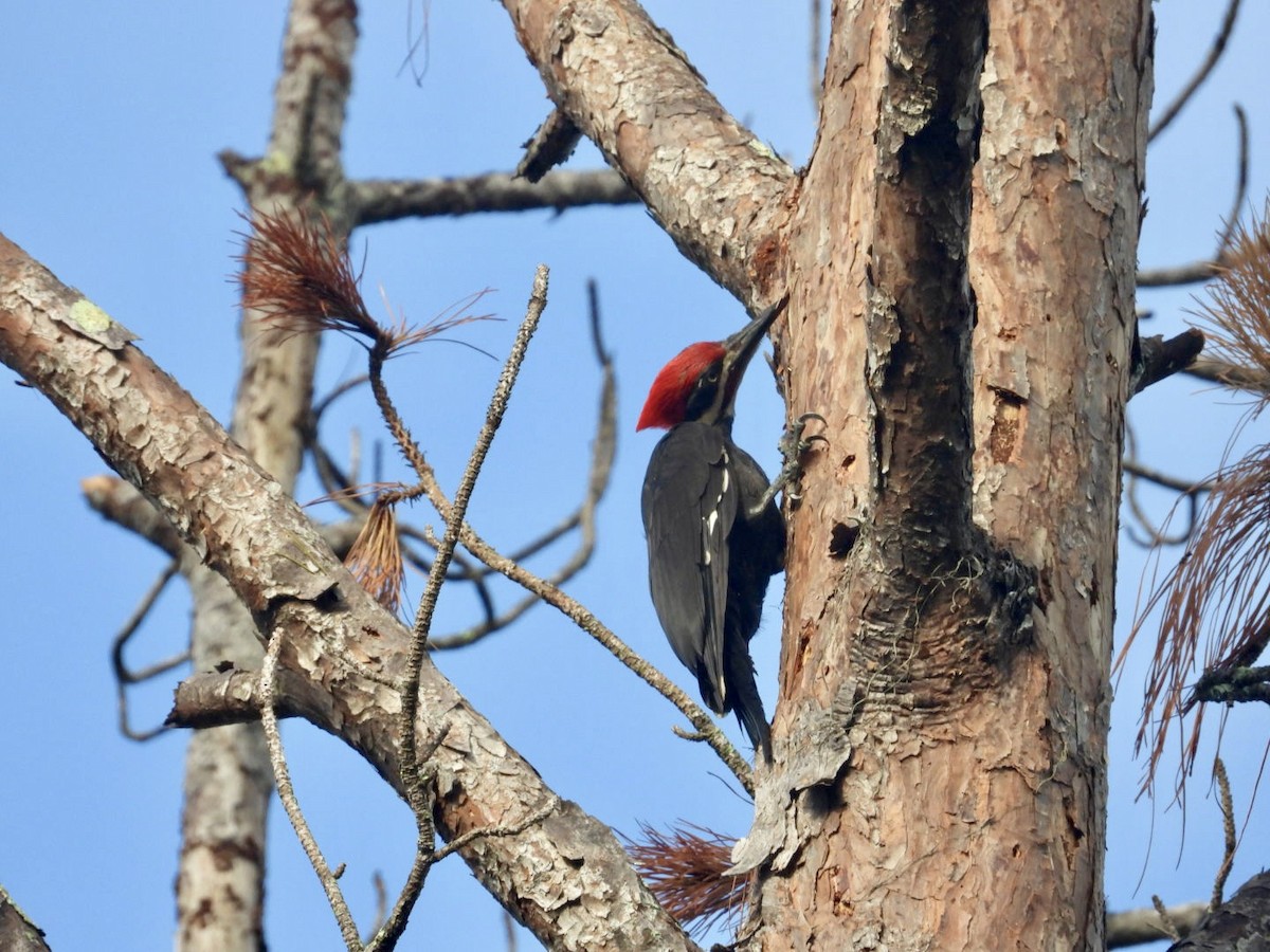 Pileated Woodpecker - ML621605860