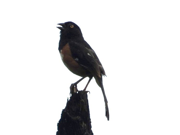 Eastern Towhee - ML621605869