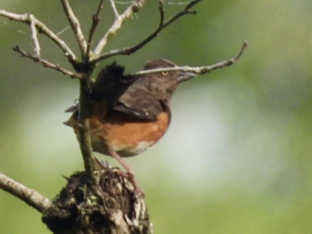 Eastern Towhee - ML621605870