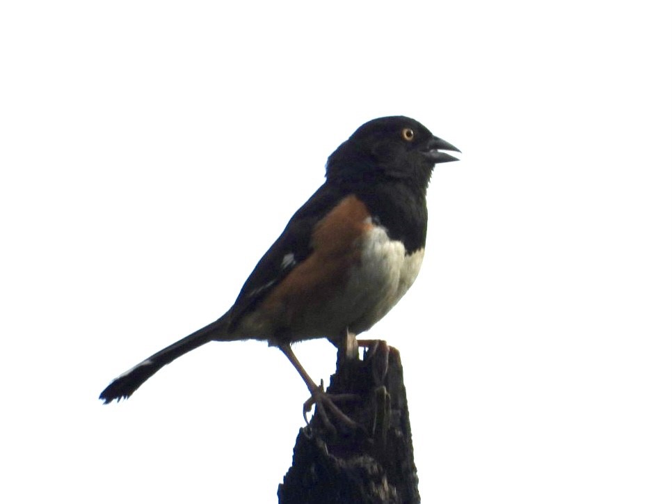 Eastern Towhee - ML621605871