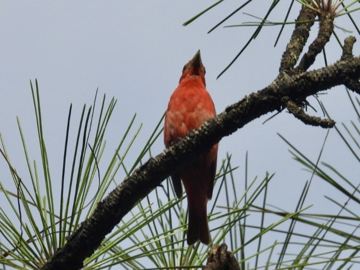 Summer Tanager - ML621605872