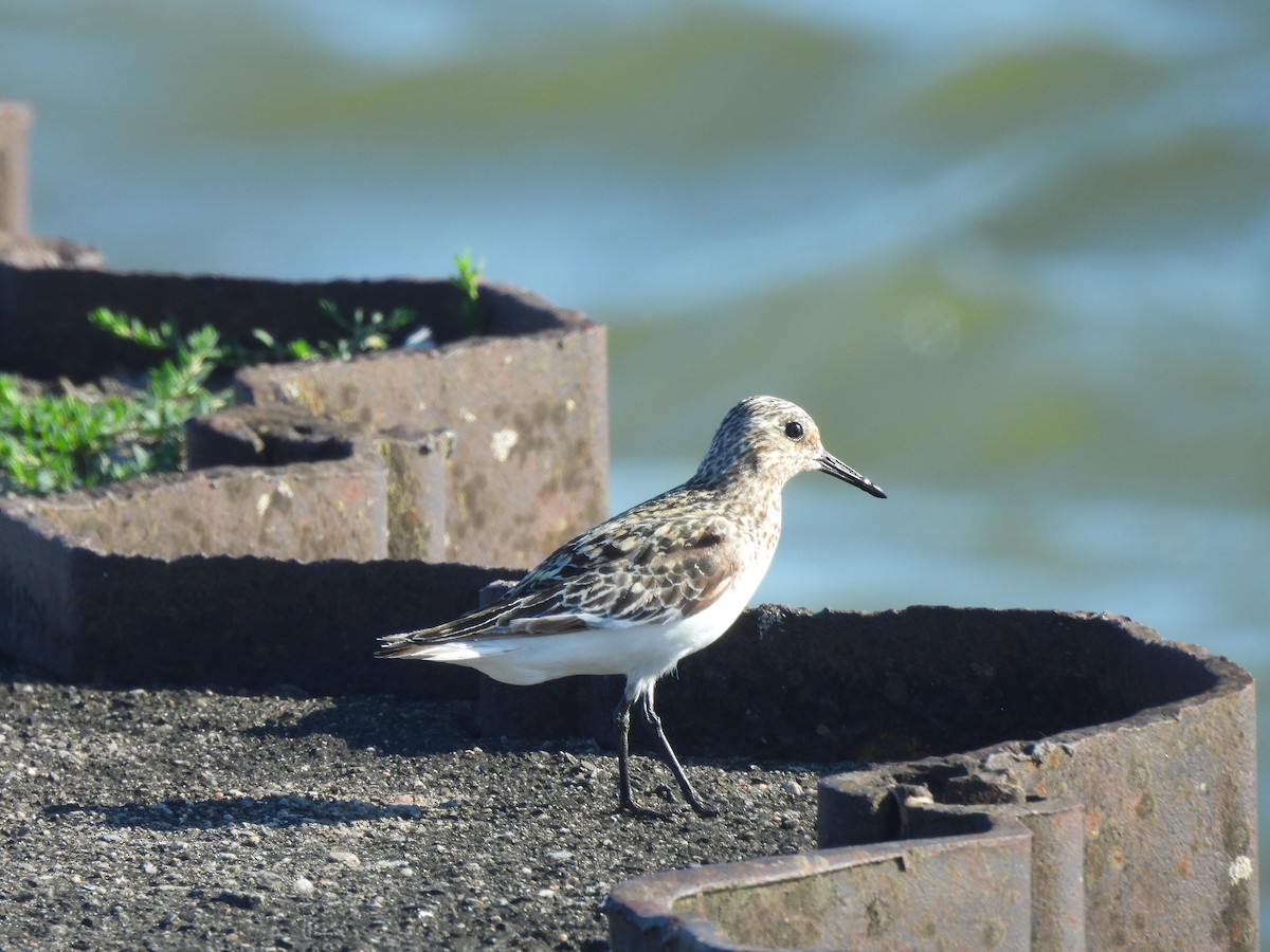 Semipalmated Sandpiper - ML621605874