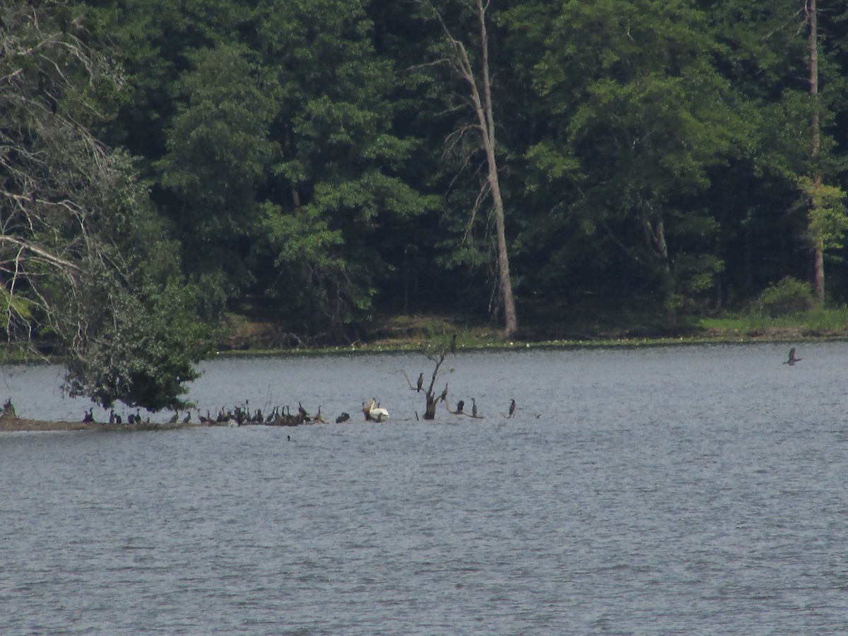 American White Pelican - ML621605879