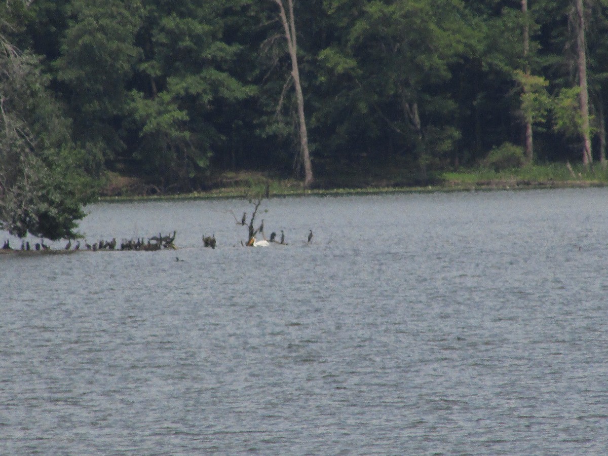 American White Pelican - ML621605880