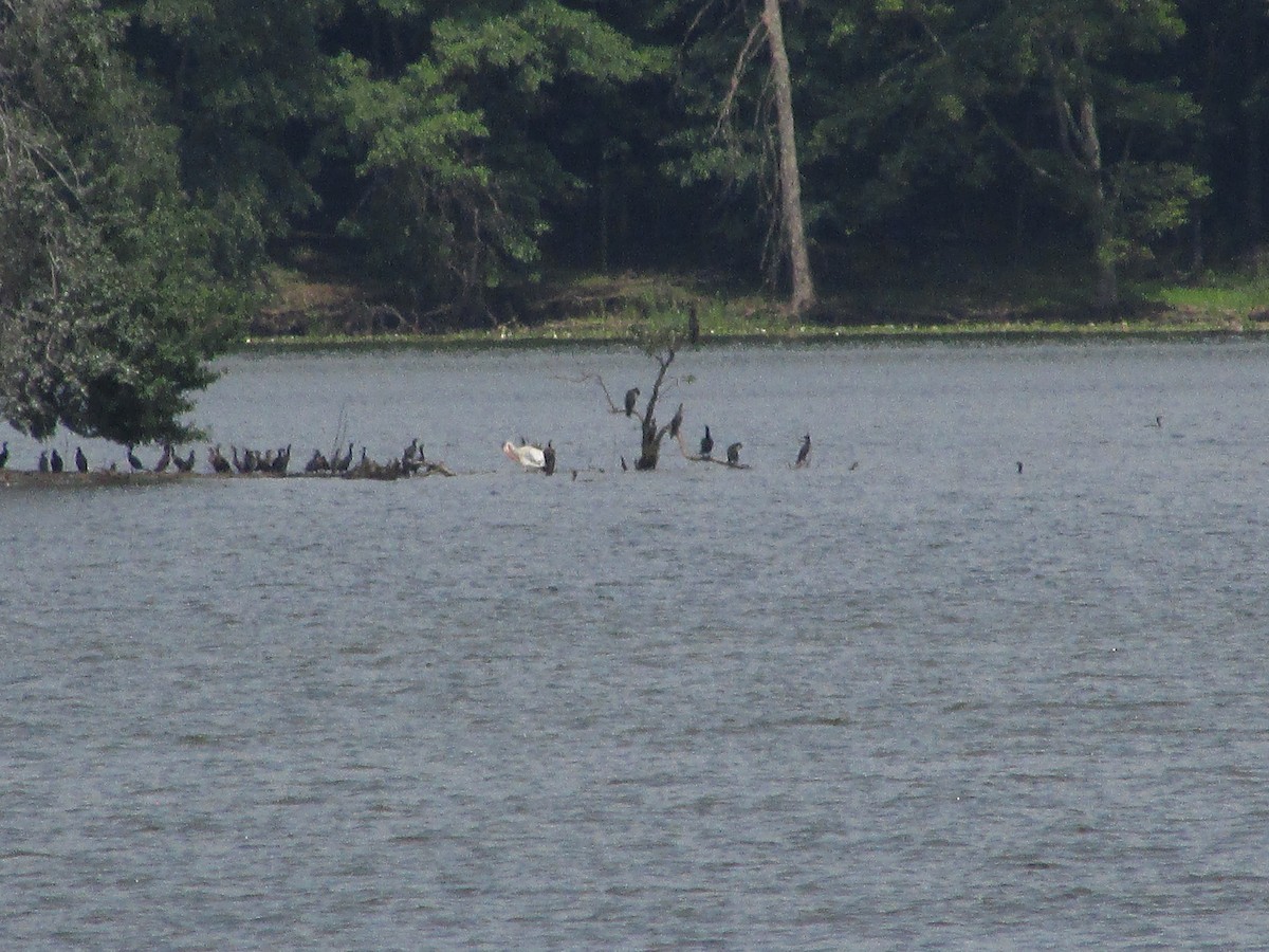 American White Pelican - ML621605881
