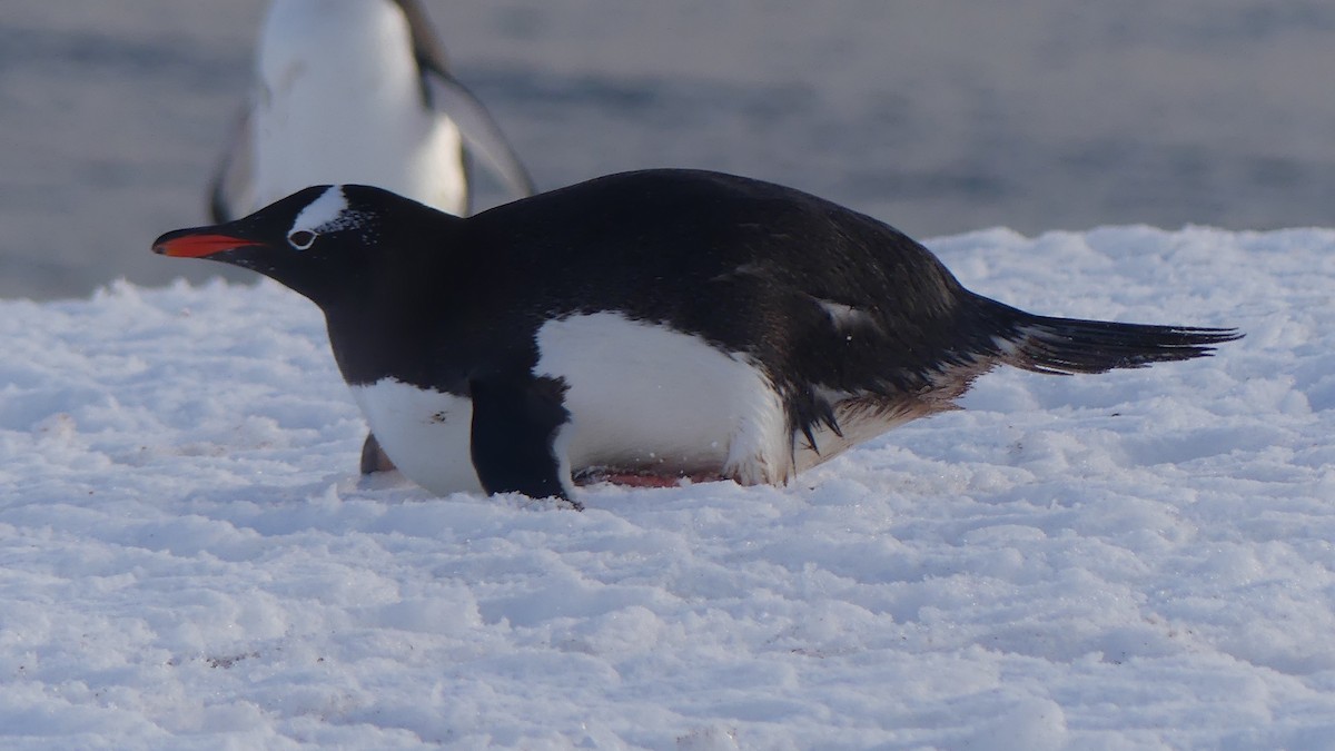 Gentoo Penguin - ML621605883