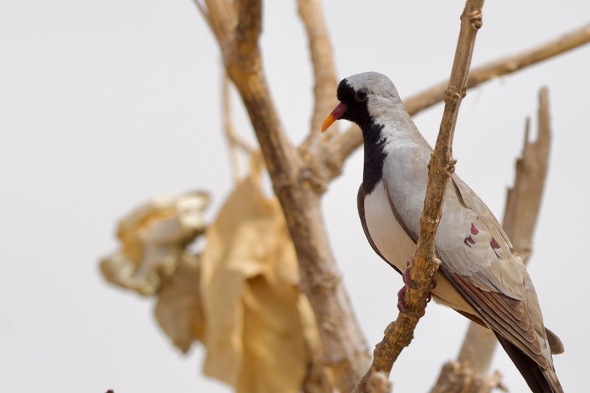 Namaqua Dove - ML621605913