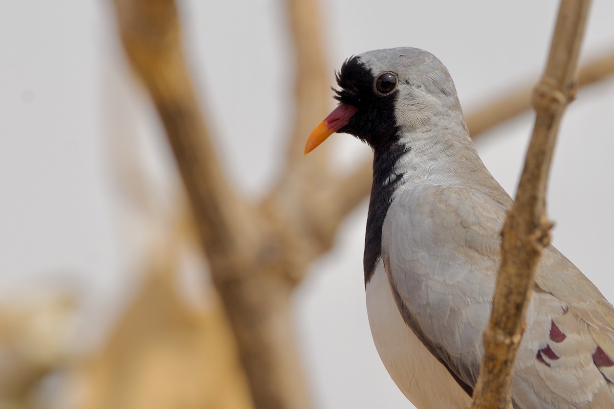 Namaqua Dove - ML621605915