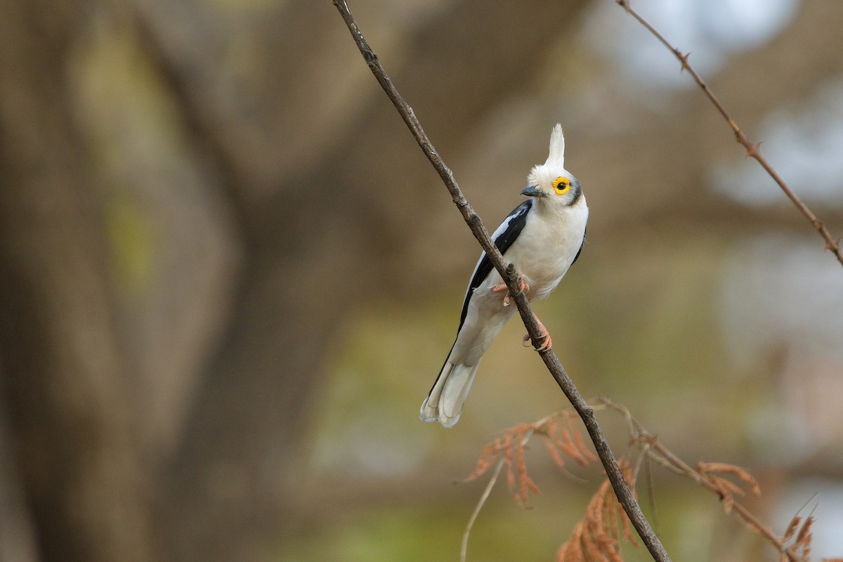 White Helmetshrike - ML621605962