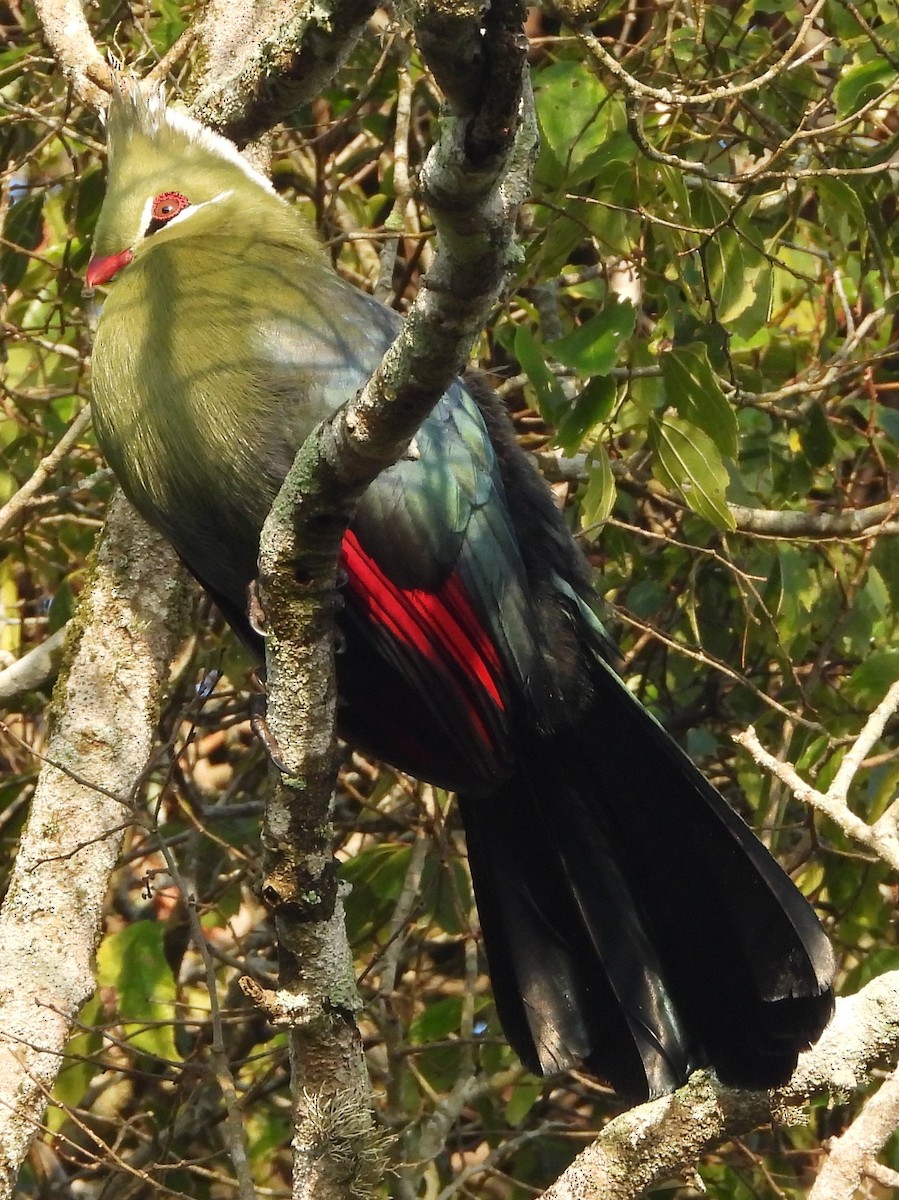 Livingstone's Turaco - Shiela Shallcross