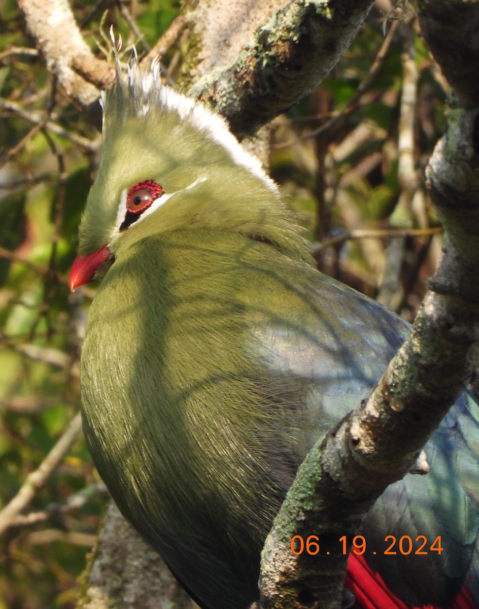 Touraco de Livingstone - ML621605982