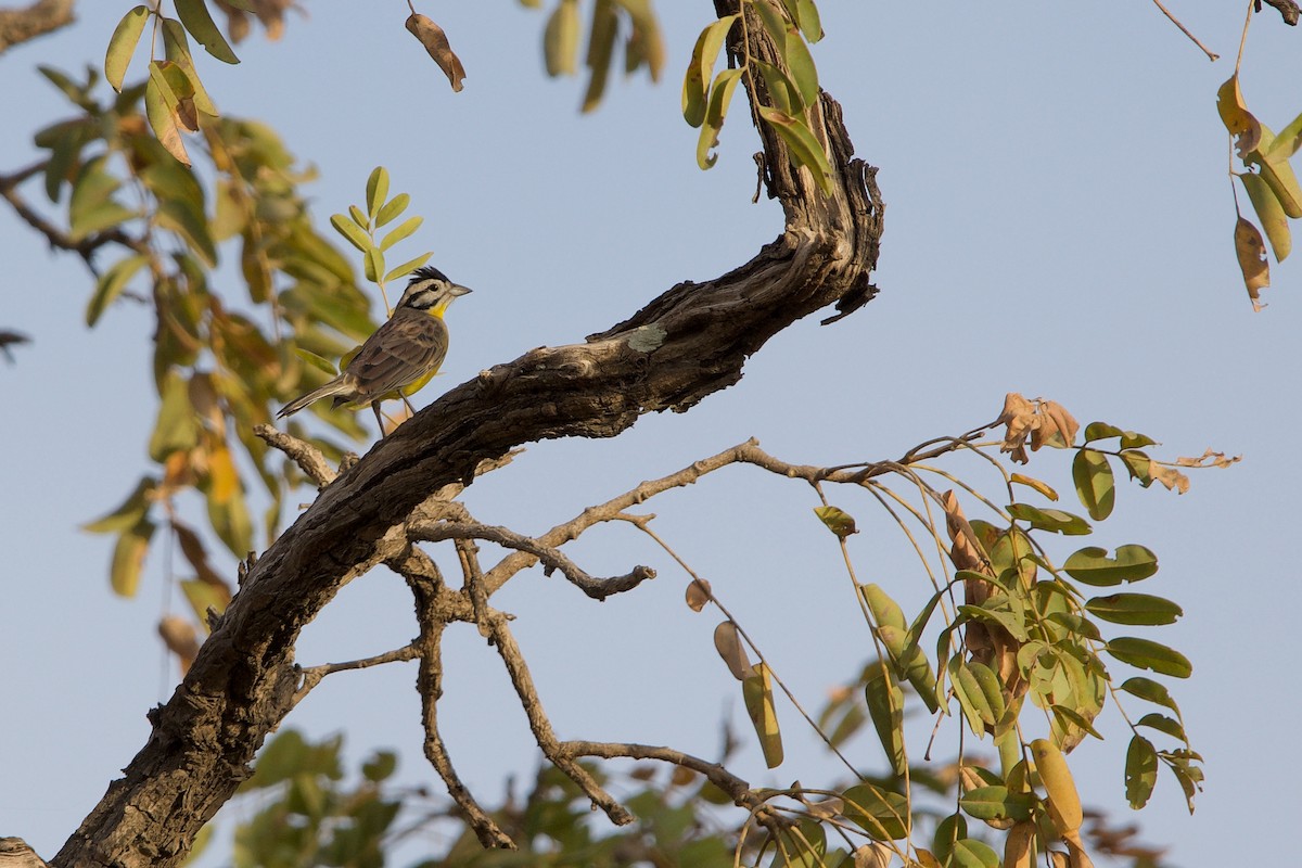 Brown-rumped Bunting - ML621606018