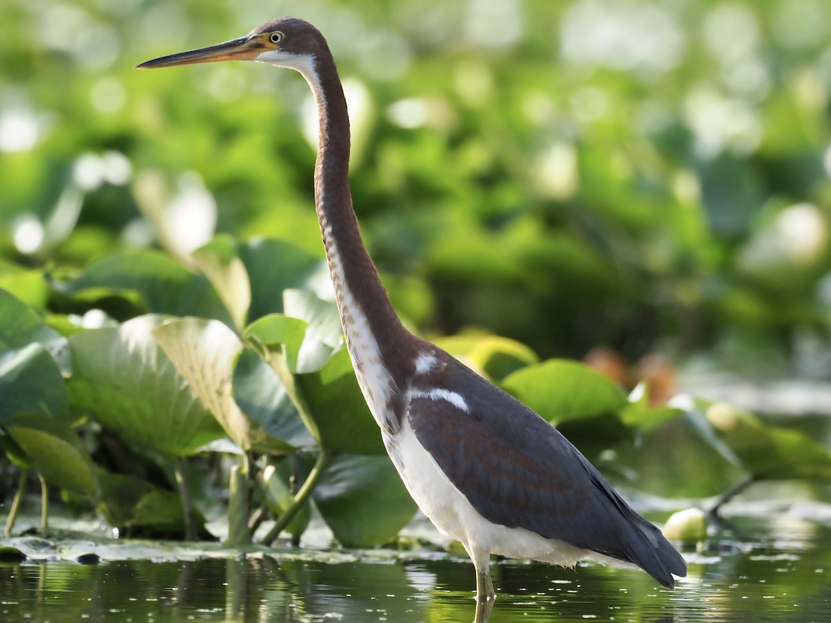 Tricolored Heron - ML621606066