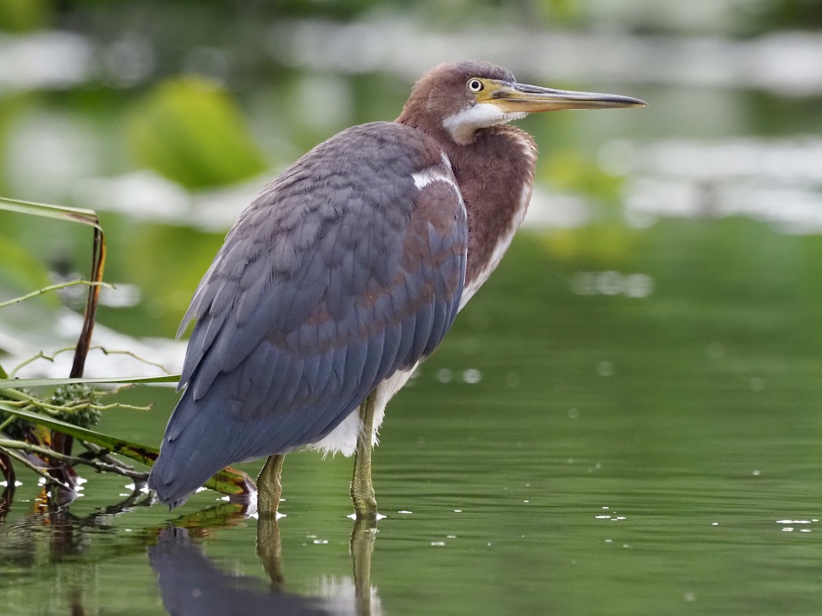 Tricolored Heron - Sarah Preston