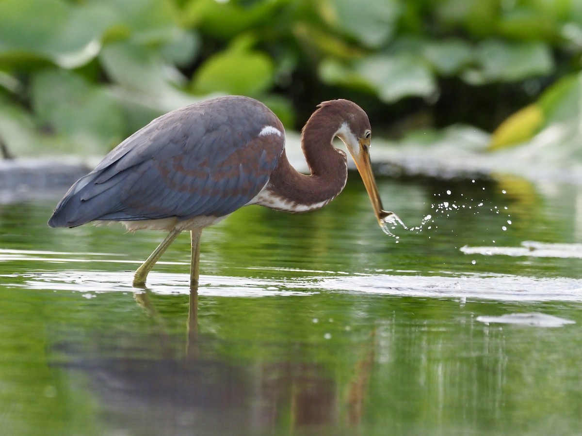 Tricolored Heron - Sarah Preston