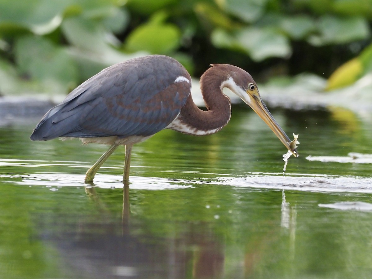 Tricolored Heron - ML621606069